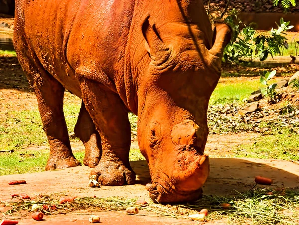 Rinoceronte Está Comendo Muitas Frutas Rinocerontes Poeira Vermelha — Fotografia de Stock