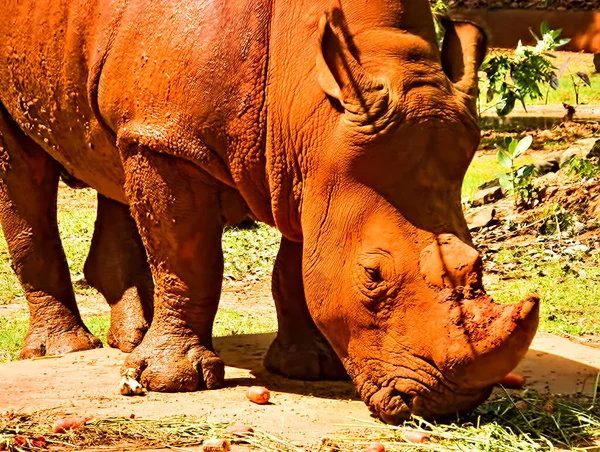 Rinoceronte Sta Mangiando Molti Frutti Rinoceronti Polvere Rossa — Foto Stock