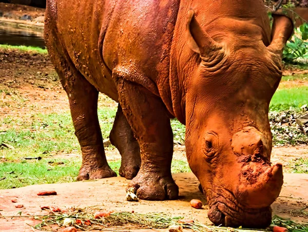 Rinoceronte Sta Mangiando Molti Frutti Rinoceronti Polvere Rossa — Foto Stock