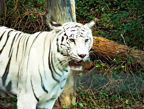 Tigre Blanco Caminando — Foto de Stock