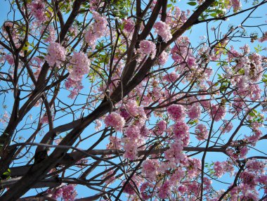 Çiçek, taze mavi bir gökyüzünün arka planında, yazın ağaçta açan pembe bir çalıdır..