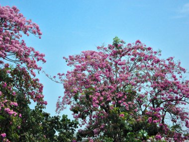 Çiçek, mavi gökyüzünde, yazın ağaçlarla dolu pembe bir çalılıktır..
