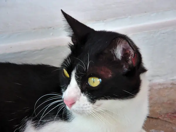 Kucing Memiliki Warna Hitam Dan Putih Tengah — Stok Foto