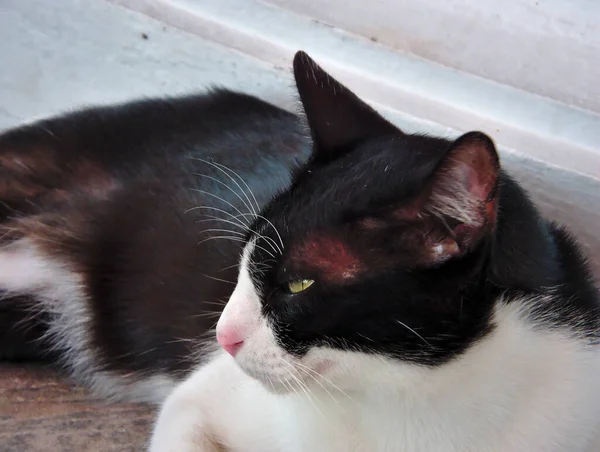 Chat Une Couleur Noire Blanche Milieu — Photo