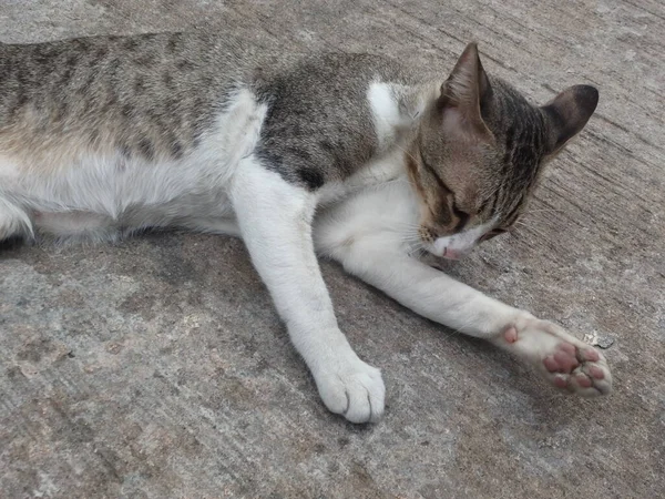 Kucing Memiliki Garis Garis Abu Abu Rahasia Hitam Dan Putih — Stok Foto