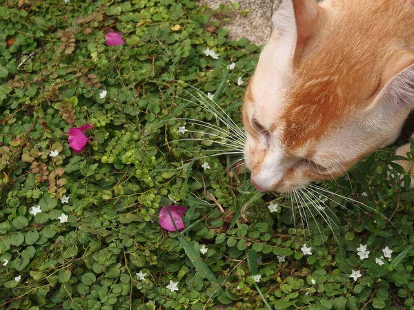 Kucing Memiliki Garis Garis Putih Dan Garis Garis Oranye — Stok Foto