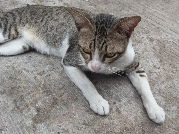 Kucing Memiliki Garis Garis Abu Abu Rahasia Hitam Dan Putih — Stok Foto