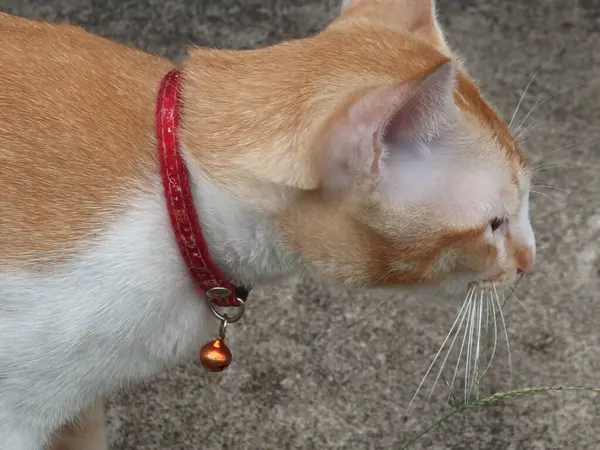 Kucing Memiliki Garis Garis Putih Dan Garis Garis Oranye — Stok Foto