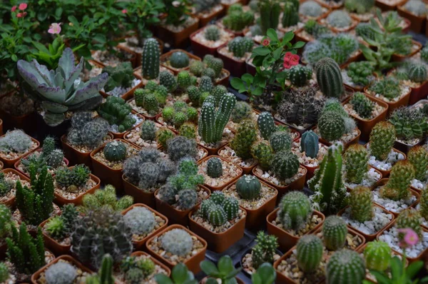 Kis Kaktuszok Több Kis Színes Edényben Kaktusznak Sok Formája Van — Stock Fotó