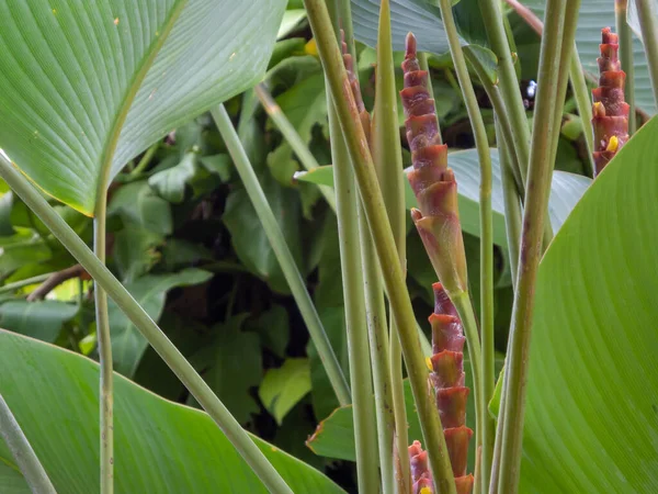 Familie Galangal Heeft Lange Bladeren Rode Lange Bloemen — Stockfoto