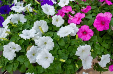 Mor çiçekler, pembe ve beyaz çalılar..