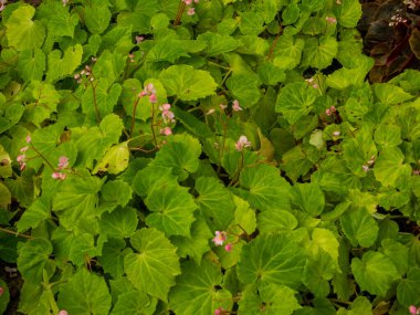 Ivy yerde güzel yapraklar ve güzel renklerle.
