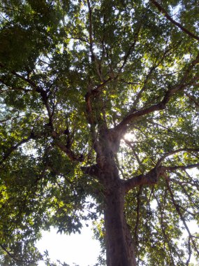 Ağaçlar büyük, dalları da çok..