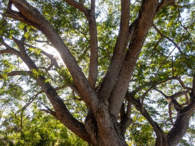 Uzun ağaçlar, güneş ışığı, gökyüzü arkaplanı.