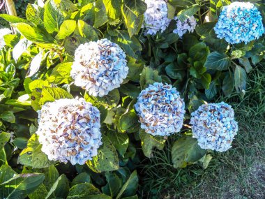 Çiçek çalılığı Orta bahçe