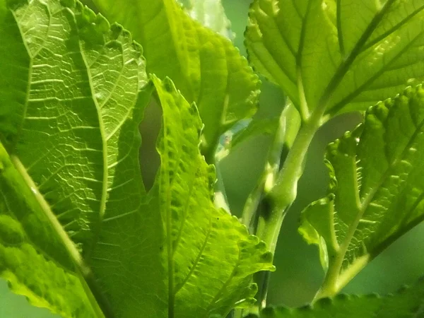 Familia Galangal Tiene Hojas Altas Flores Rojas Largas —  Fotos de Stock