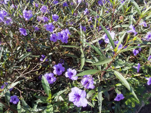 Flor Violeta Flores Verano — Foto de Stock