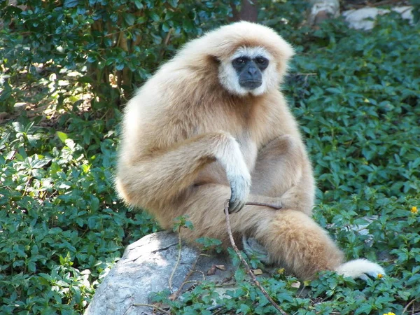 Şafak Vakti Maymun Gibbons — Stok fotoğraf