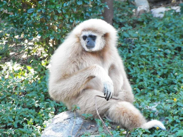 Macaco Gibbons Amanhecer — Fotografia de Stock