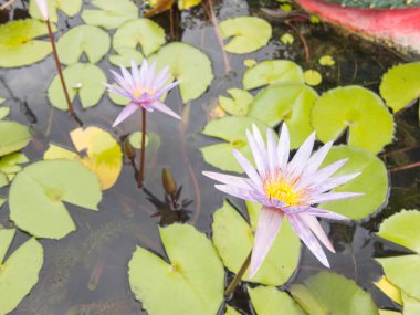 Lotus, nilüfer havuzunda