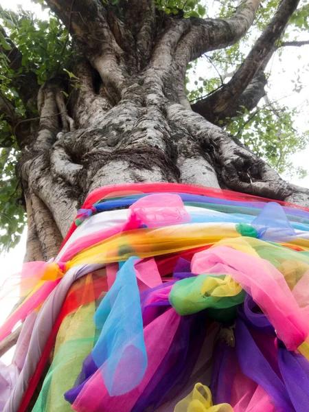 Bodhi Tree with colorful cloth wrapped around the tree shows respect and worship.