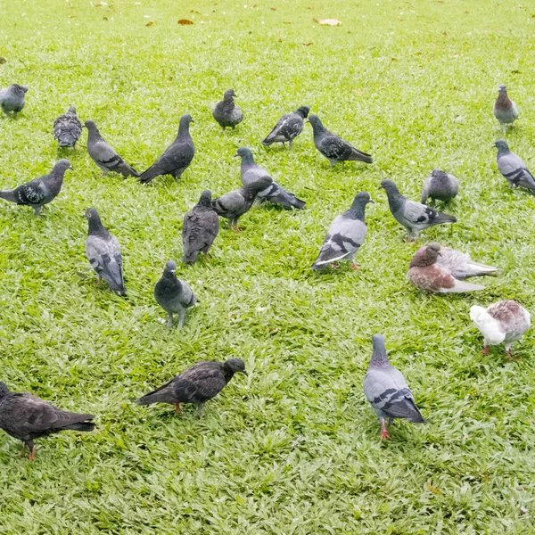 Les Pigeons Mangent Sur Pelouse — Photo