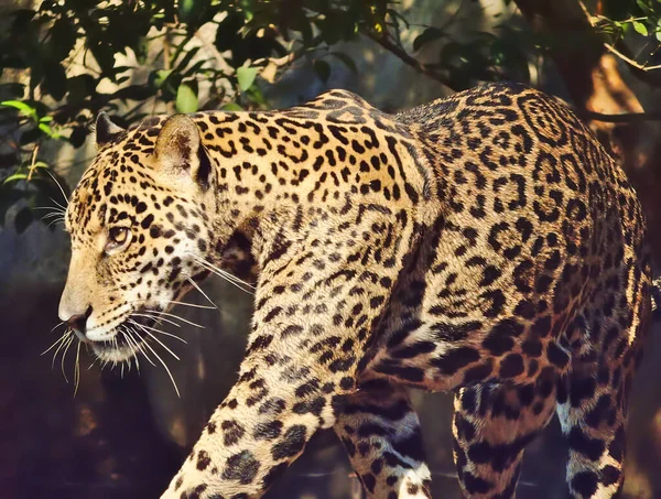Leopardo Está Caminando —  Fotos de Stock