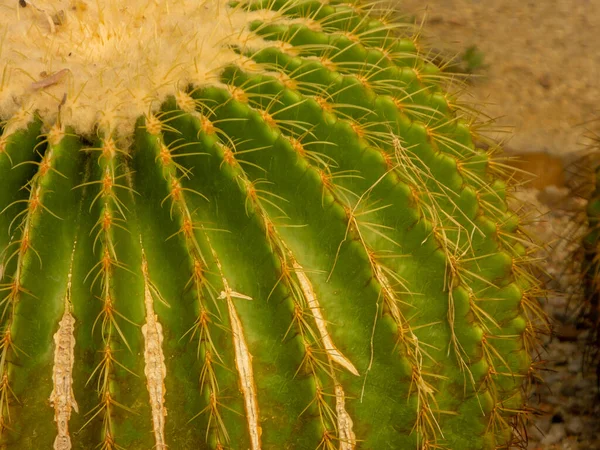 Cactus Ressemble Une Grande Forme Ronde Avec Longues Pointes — Photo