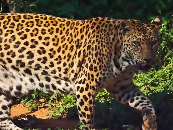 Der Leopard Geht — Stockfoto