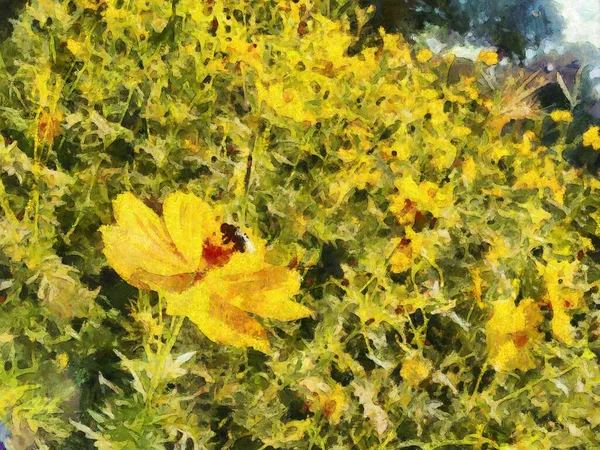 Gelber Stern Thymophylla Gelbe Blumen Der Natur Sommer Hintergrund Illustrationen — Stockfoto