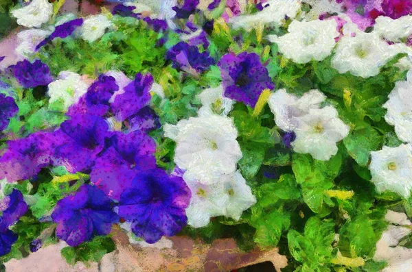 Fiore Viola Cespugli Rosa Bianchi Fiori Hanno Uno Sputo Viola — Foto Stock