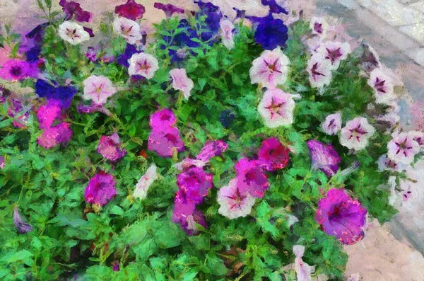 Purple Flower Pink White Bushes Flowers Have Spittoon Purple Pink — Stock Photo, Image
