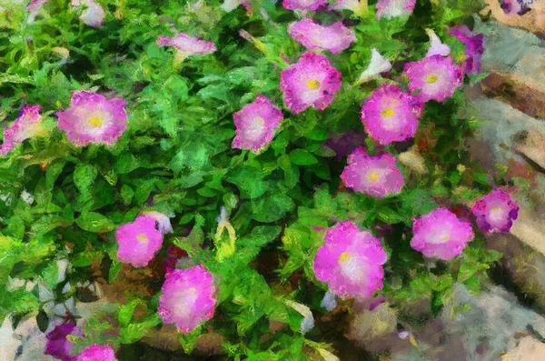 Pinkfarbene Und Weiße Sträucher Die Blume Hat Einen Speichel Rosa — Stockfoto