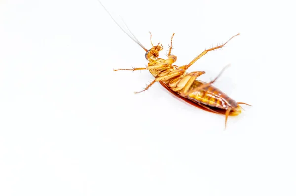 白い背景の上に横になったゴキブリ — ストック写真