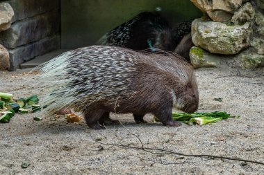 Hint oklu kirpi, Alman bir hayvanat bahçesi Hystrix indica