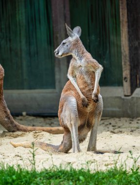 Kırmızı kanguru, Macropus rufus Alman bir hayvanat bahçesi