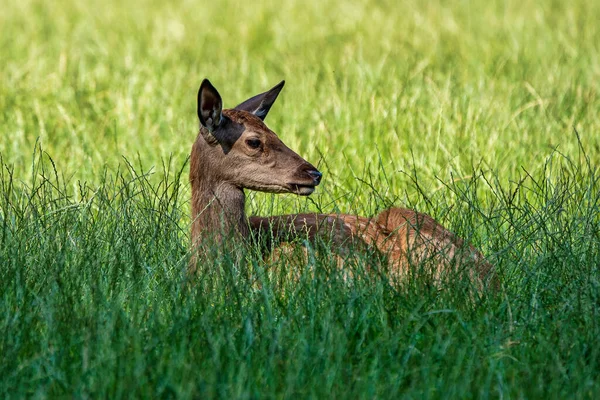 Roe Deer, Capreolus capreolus vit principalement en Allemagne et en France — Photo