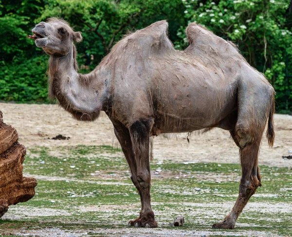 Bactrian camel, Camelus bactrianus w niemieckich zoo — Zdjęcie stockowe