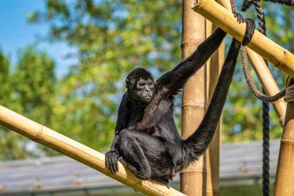 Der Schwarzkopf-Spinnenaffe, ateles fusciceps ist eine Art von Spinnenaffe — Stockfoto