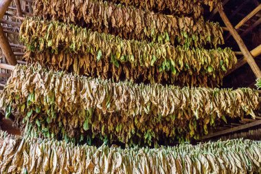 Küba'daki Vinales vadisi önemli bir tütün yetiştirme alanıdır.