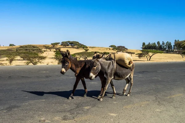 Burros en el camino de Gondar a las montañas Simien, Etiopía, África — Foto de Stock