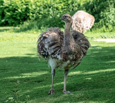 Darwins rhea, Rhea pennata olarak da bilinen daha az rhea.