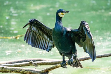 Büyük karabatak, Phalacrocorax karbonhidrat bir dala oturmuş