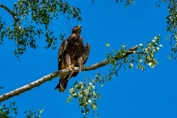 Harriss hawk, parabuteo unicinctus, rotflügeliger falke oder dusky hawk — Stockfoto