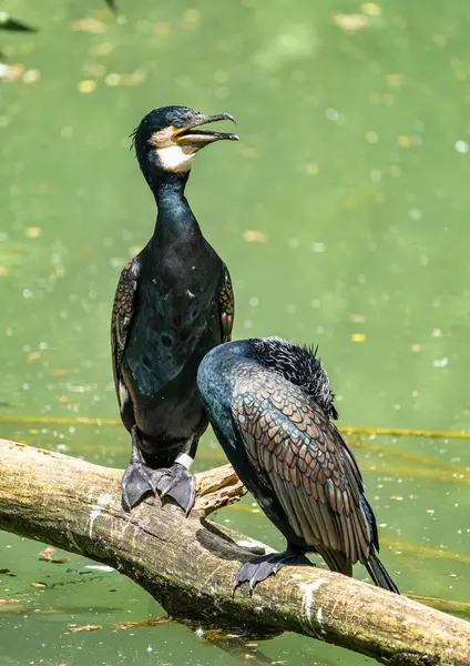 Il grande cormorano, Phalacrocorax carbo seduto su un ramo — Foto Stock