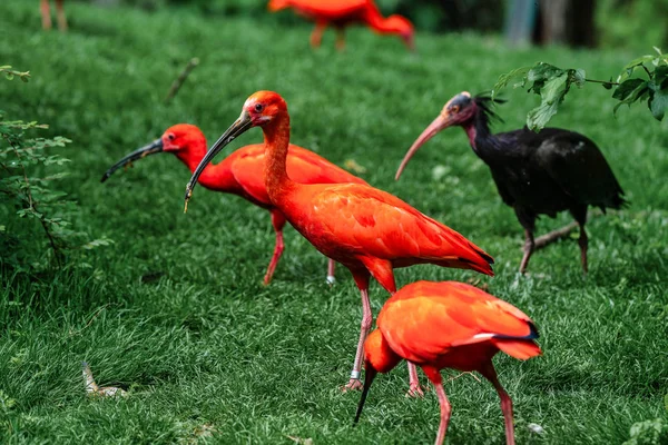 Scarlet ibis, Eudocimus ruber. Wildlife animal in the zoo — Stock Photo, Image