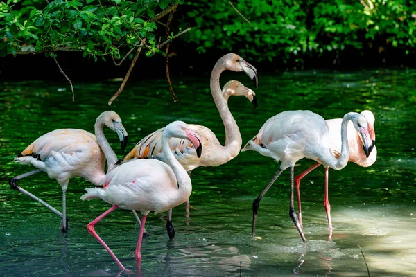 Le flamant rose, Phoenicopterus ruber est une grande espèce de flamant rose. — Photo