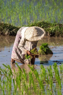 Champasak Vadisi 'nde bir pirinç tarlada çalışan yerel köylüler, Laos