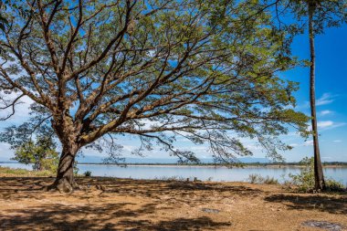 Laos Nakasong adaları yakınlarındaki küçük bir köyde büyük ağaç.