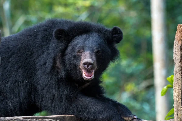 動物保護の黒いクマ、タットクアンシの滝、ルアンパバーン、ラオス — ストック写真